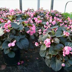 Begónie stálokvětá, ledovka, voskovka 'Doublet Pink' - Begonia semperflorens 'Doublet Pink'