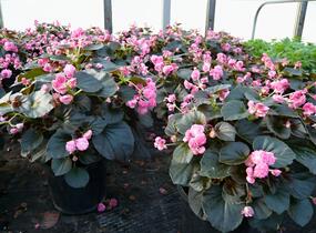 Begónie stálokvětá, ledovka, voskovka 'Doublet Pink' - Begonia semperflorens 'Doublet Pink'