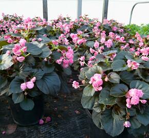 Begónie stálokvětá, ledovka, voskovka 'Doublet Pink' - Begonia semperflorens 'Doublet Pink'