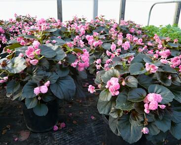 Begónie stálokvětá, ledovka, voskovka 'Doublet Pink'