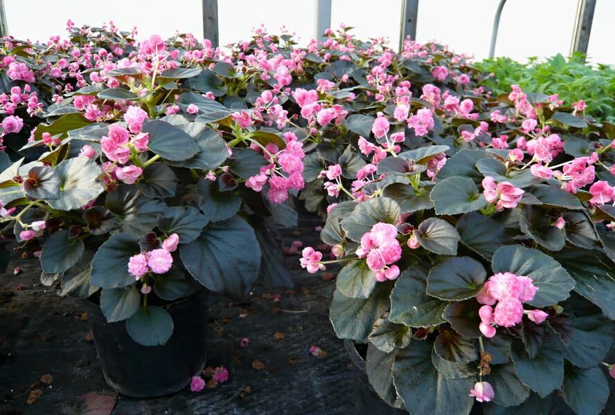 Begónie stálokvětá, ledovka, voskovka 'Doublet Pink' - Begonia semperflorens 'Doublet Pink'