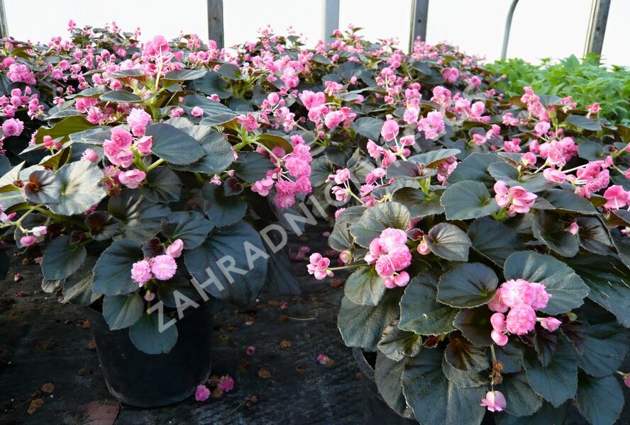 Begónie stálokvětá, ledovka, voskovka 'Doublet Pink' - Begonia semperflorens 'Doublet Pink'