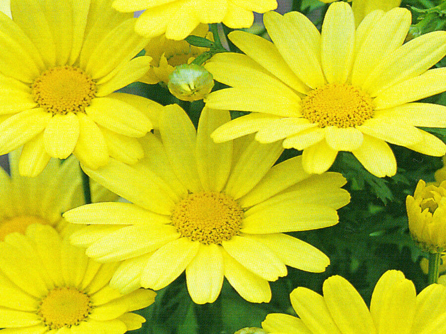 Kopretina pařížská 'Butterfly' - Argyranthemum frutescens 'Butterfly'