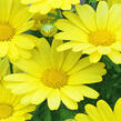 Kopretina pařížská 'Butterfly' - Argyranthemum frutescens 'Butterfly'