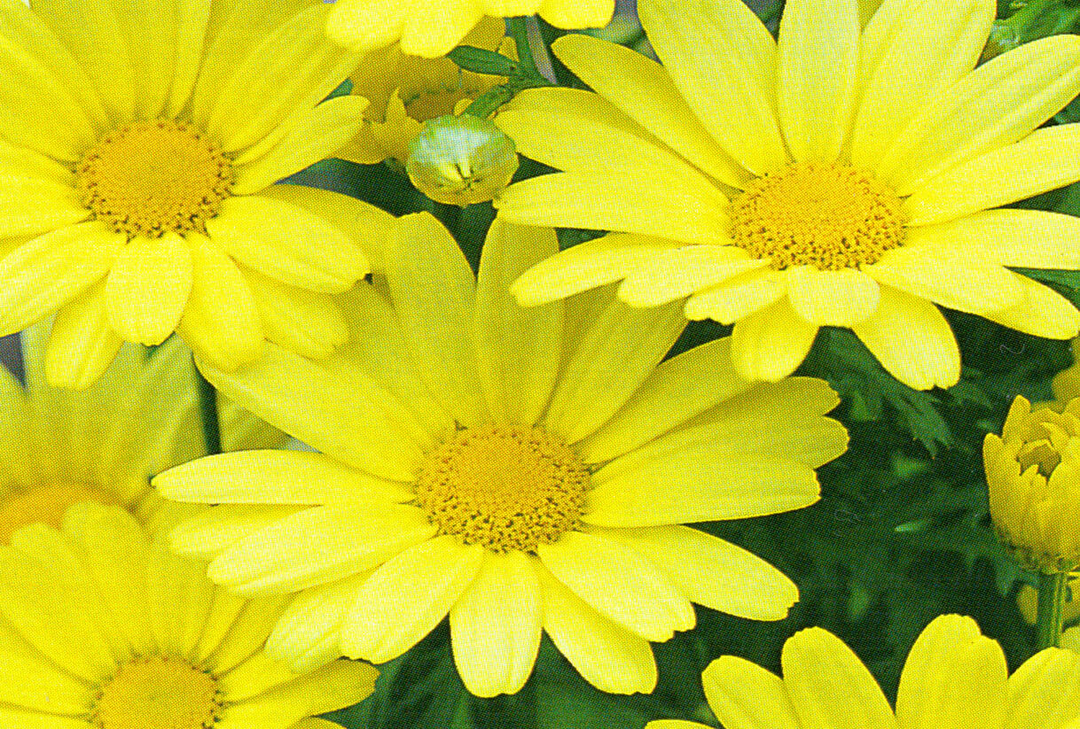 Kopretina pařížská 'Butterfly' - Argyranthemum frutescens 'Butterfly'
