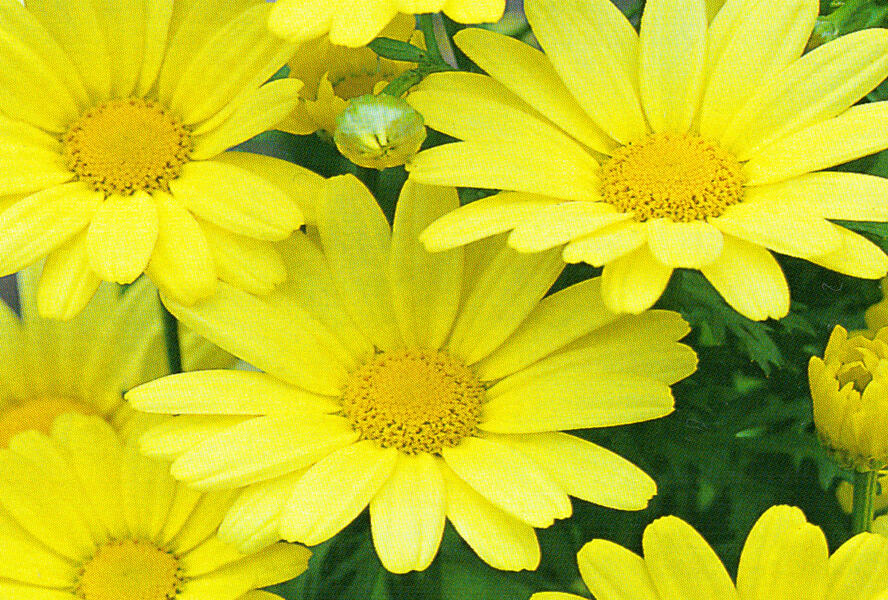 Kopretina pařížská 'Butterfly' - Argyranthemum frutescens 'Butterfly'