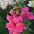 Hledík 'Sultan Rose' - Antirrhinum 'Sultan Rose'