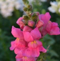 Hledík 'Sultan Rose' - Antirrhinum 'Sultan Rose'