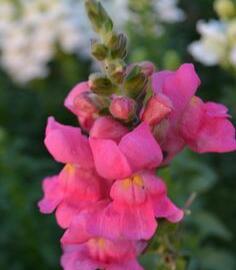 Hledík 'Sultan Rose' - Antirrhinum 'Sultan Rose'