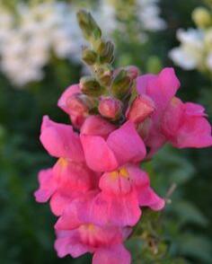 Hledík větší 'Sultan Rose'