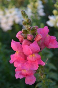 Hledík větší 'Sultan Rose' - Antirrhinum majus 'Sultan Rose'