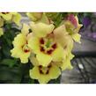 Hledík 'Antirinca Yellow' - Antirrhinum 'Antirinca Yellow'