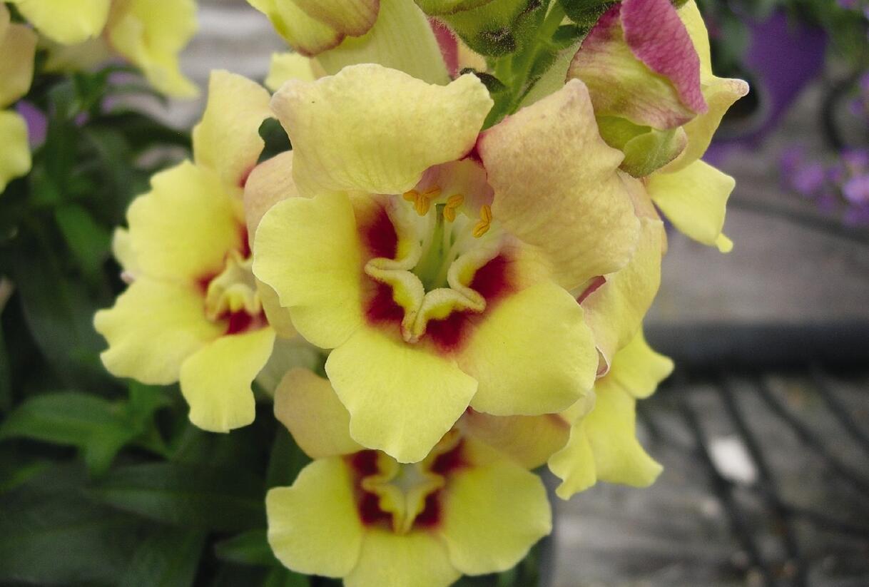 Hledík větší 'Antirinca Yellow' - Antirrhinum majus 'Antirinca Yellow'