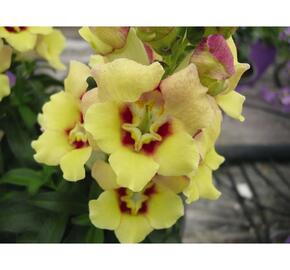 Hledík 'Antirinca Yellow' - Antirrhinum 'Antirinca Yellow'