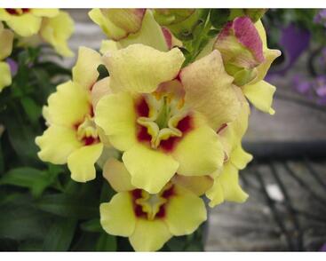 Hledík větší 'Antirinca Yellow'