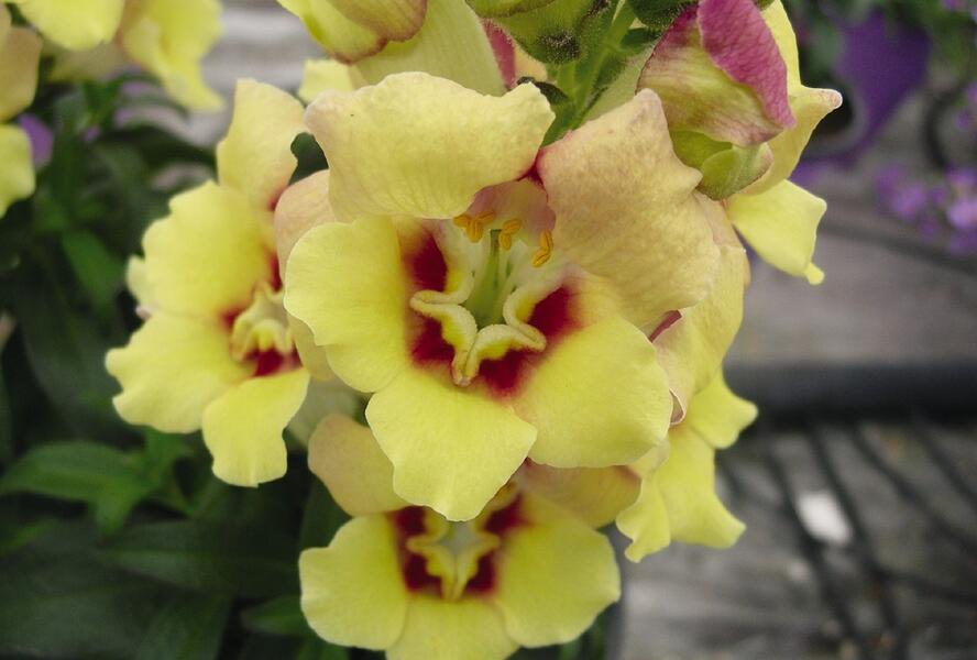 Hledík větší 'Antirinca Yellow' - Antirrhinum majus 'Antirinca Yellow'