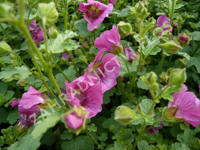 Anisodona kapská 'Dontella Pink' - Anisodontea capensis 'Dontella Pink'