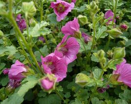 Anisodona kapská 'Dontella Pink'