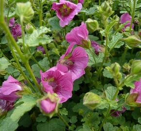 Anisodona kapská 'Dontella Pink' - Anisodontea capensis 'Dontella Pink'