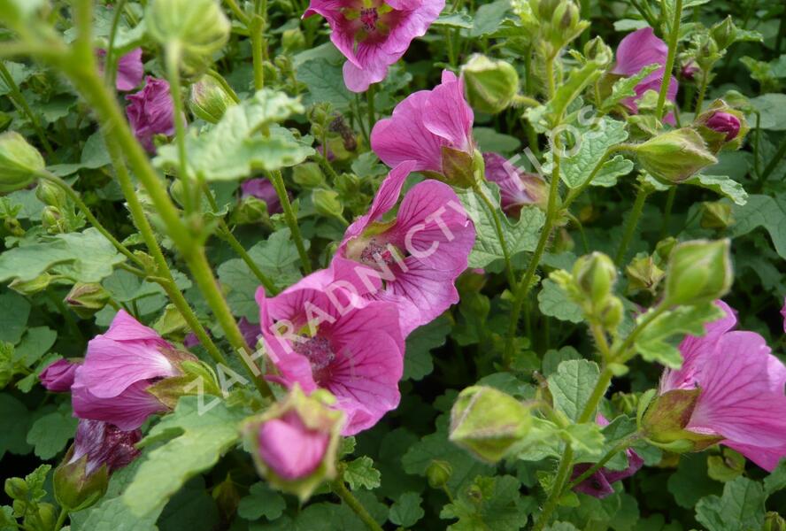 Anisodona kapská 'Dontella Pink' - Anisodontea capensis 'Dontella Pink'