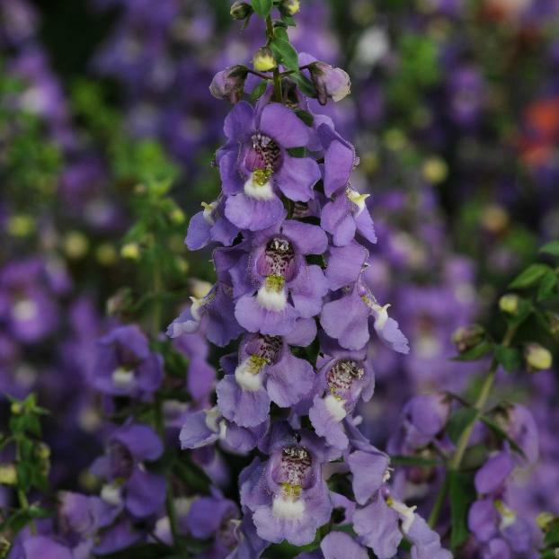 Angelonie 'Blue' - Angelonia gardneri 'Blue'