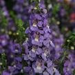 Angelonie 'Blue' - Angelonia gardneri 'Blue'