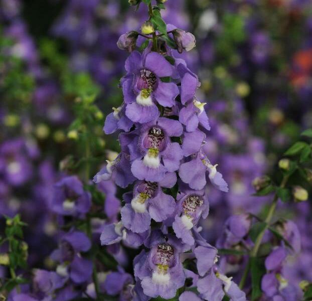 Angelonie 'Blue' - Angelonia gardneri 'Blue'