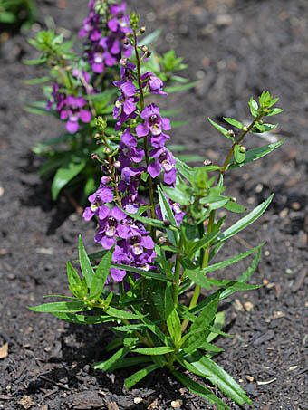 Angelonie 'Adessa Mini Purple' - Angelonia gardneri 'Adessa Mini Purple'