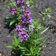 Angelonie 'Adessa Mini Purple' - Angelonia gardneri 'Adessa Mini Purple'