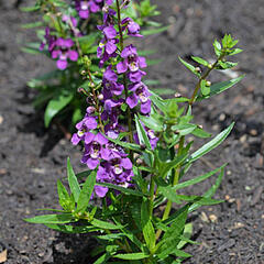Angelonie 'Adessa Mini Purple' - Angelonia gardneri 'Adessa Mini Purple'
