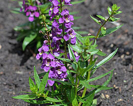 Angelonie 'Adessa Mini Purple'