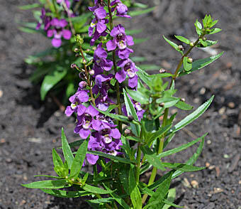 Angelonie 'Adessa Mini Purple'