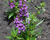 Angelonie 'Adessa Mini Purple'