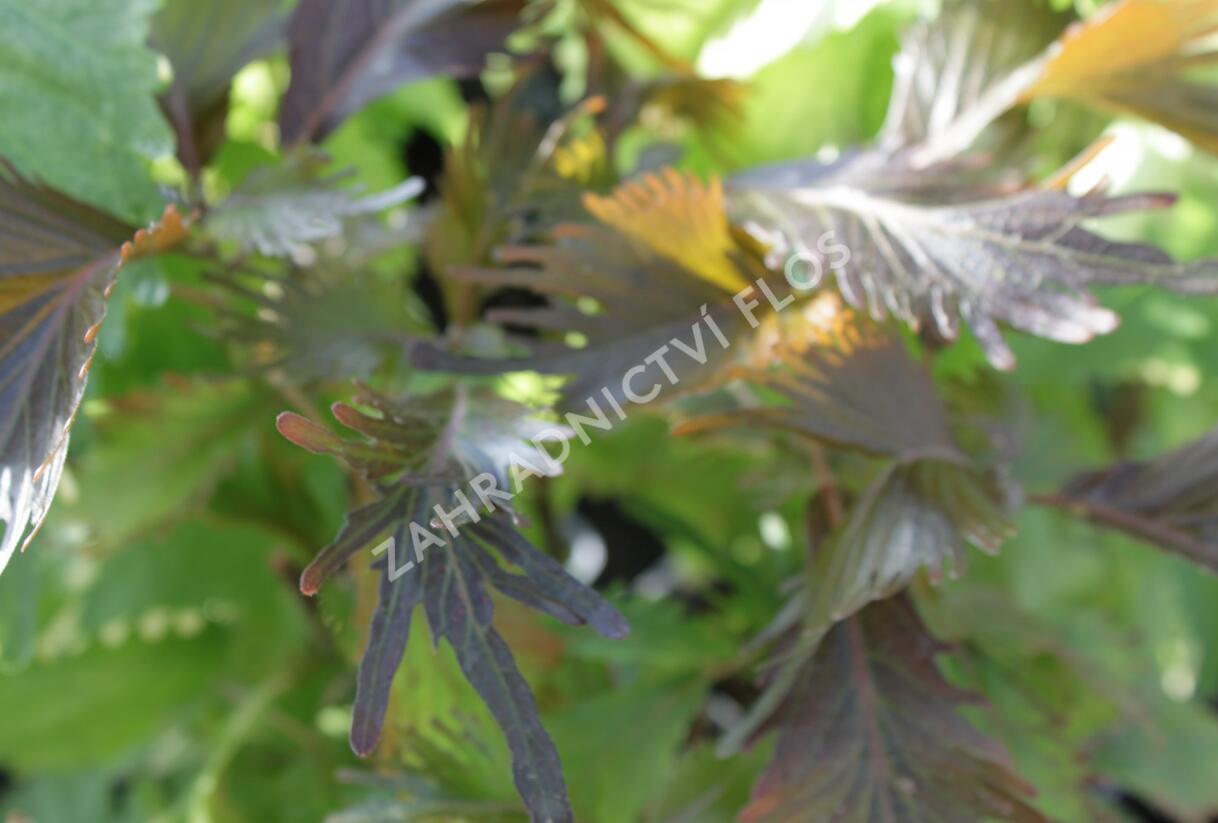 Kočičí ocásek, palnice - Acalypha - Kanárské ostrovy