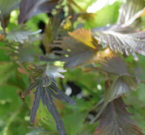 Kočičí ocásek, palnice - Acalypha - Kanárské ostrovy