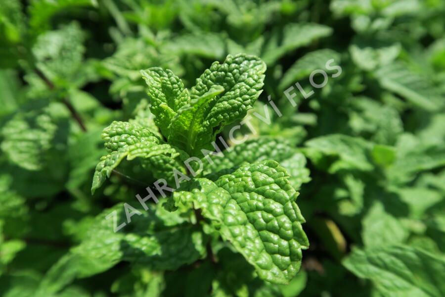 Máta klasnatá 'Maroccan' - Mentha spicata 'Maroccan'