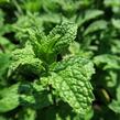 Máta klasnatá 'Maroccan' - Mentha spicata 'Maroccan'