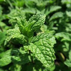 Máta klasnatá 'Maroccan' - Mentha spicata 'Maroccan'