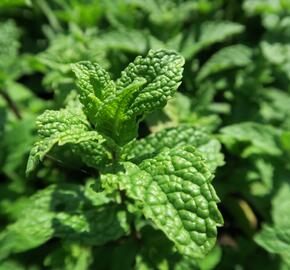 Máta klasnatá 'Maroccan' - Mentha spicata 'Maroccan'