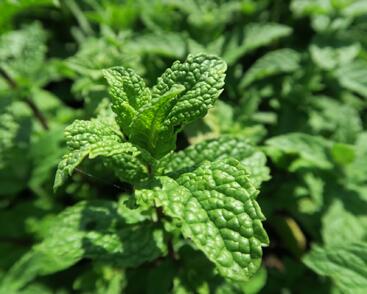 Máta klasnatá 'Maroccan'