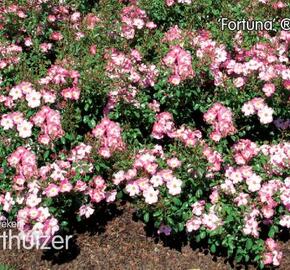 Růže mnohokvětá Kordes 'Fortuna' - Rosa MK 'Fortuna'