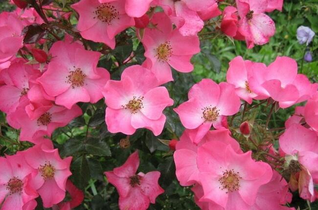 Růže mnohokvětá Kordes 'Fortuna' - Rosa MK 'Fortuna'