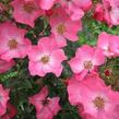 Růže mnohokvětá Kordes 'Fortuna' - Rosa MK 'Fortuna'