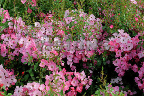 Růže mnohokvětá Kordes 'Fortuna' - Rosa MK 'Fortuna'