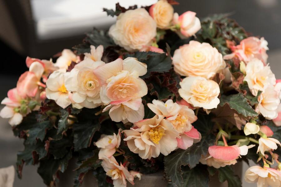 Begónie 'I'conia Portofino Champagne' - Begonia 'I'conia Portofino Champagne'