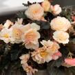 Begónie 'I'conia Portofino Champagne' - Begonia 'I'conia Portofino Champagne'