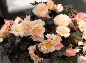 Begónie 'I'conia Portofino Champagne' - Begonia 'I'conia Portofino Champagne'