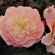 Begónie 'I'conia Portofino Champagne' - Begonia 'I'conia Portofino Champagne'