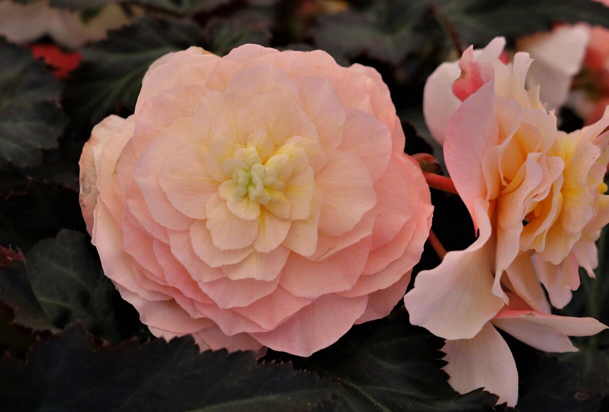 Begónie 'I'conia Portofino Champagne' - Begonia 'I'conia Portofino Champagne'