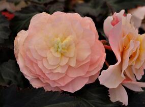 Begónie 'I'conia Portofino Champagne' - Begonia 'I'conia Portofino Champagne'